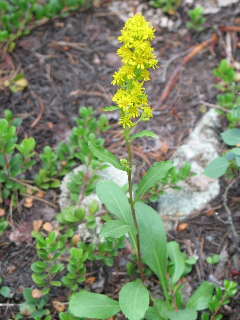 Solidago multiradiata